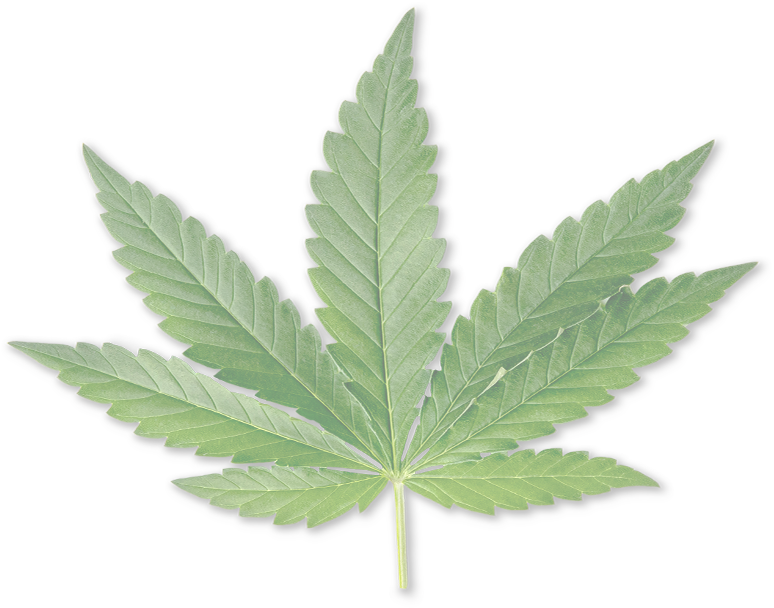 cbd cannabis industry leaf